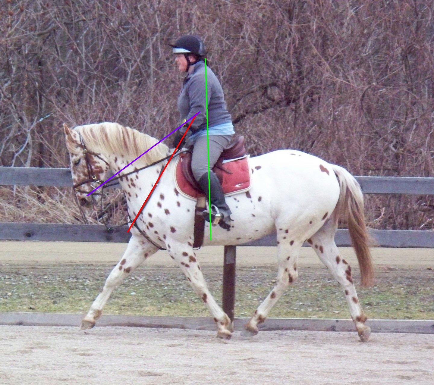 dressage photo with angles drawn in